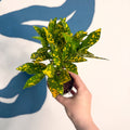 Codiaeum ‘Gold’ – Croton - Sprouts of Bristol