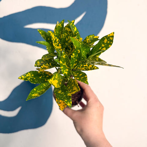 Codiaeum ‘Gold’ – Croton - Sprouts of Bristol