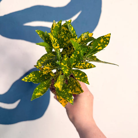 Codiaeum ‘Gold’ – Croton - Sprouts of Bristol