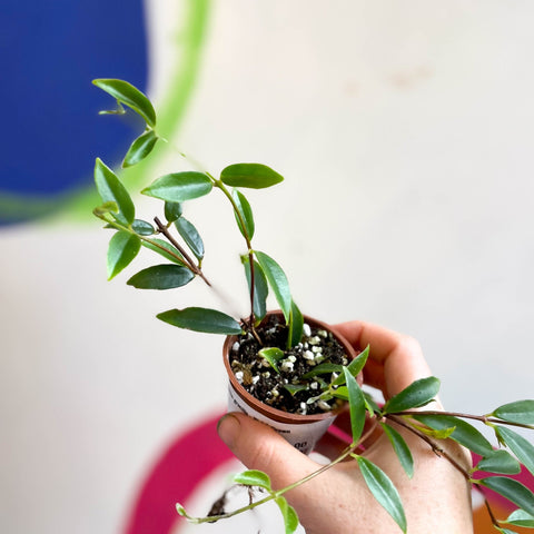 Codonanthe gracilis - Welsh Grown - Sprouts of Bristol