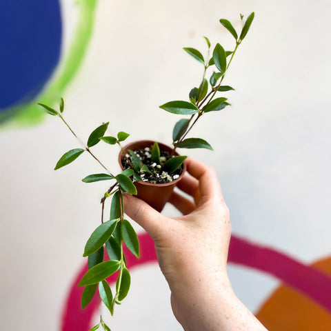 Codonanthe gracilis - Welsh Grown - Sprouts of Bristol