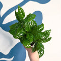 Coffea arabica - Coffee Plant - Sprouts of Bristol