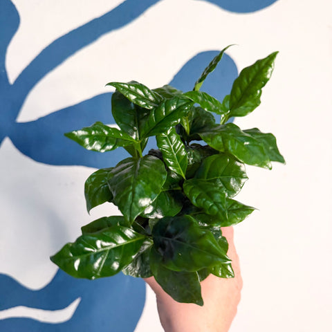 Coffea arabica - Coffee Plant - Sprouts of Bristol