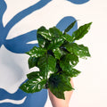 Coffea arabica - Coffee Plant - Sprouts of Bristol