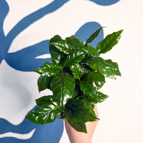 Coffea arabica - Coffee Plant - Sprouts of Bristol