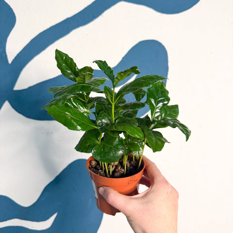 Coffea arabica - Coffee Plant - Sprouts of Bristol