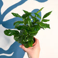 Coffea arabica - Coffee Plant - Sprouts of Bristol