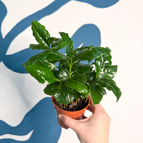 Coffea arabica - Coffee Plant - Sprouts of Bristol