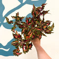 Coleus 'Beauty of Lyon' - Welsh Grown - Sprouts of Bristol