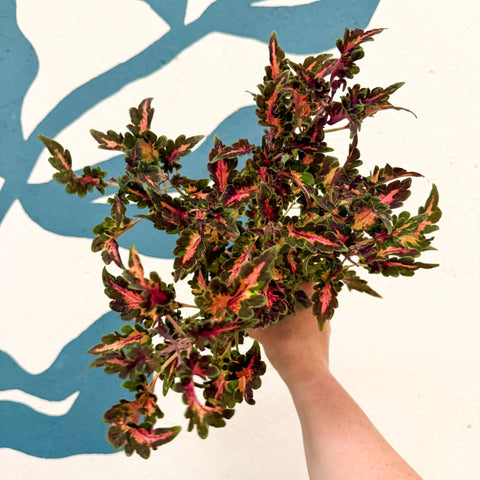 Coleus 'Beauty of Lyon' - Welsh Grown - Sprouts of Bristol