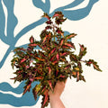 Coleus 'Beauty of Lyon' - Welsh Grown - Sprouts of Bristol