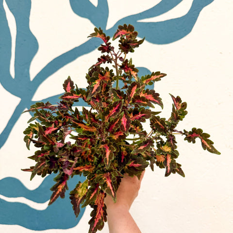 Coleus 'Beauty of Lyon' - Welsh Grown - Sprouts of Bristol