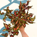 Coleus 'Beauty of Lyon' - Welsh Grown - Sprouts of Bristol