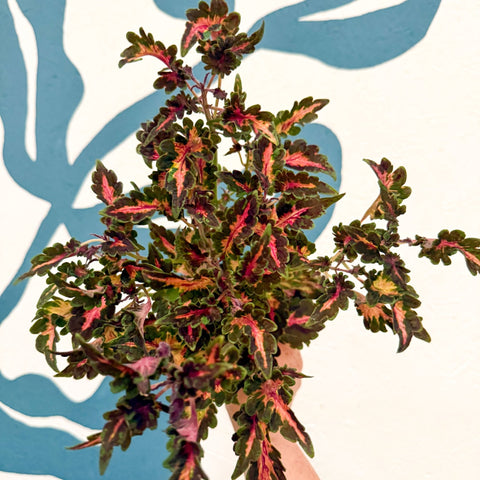 Coleus 'Beauty of Lyon' - Welsh Grown - Sprouts of Bristol