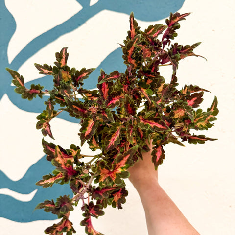 Coleus 'Beauty of Lyon' - Welsh Grown - Sprouts of Bristol