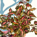 Coleus 'Beauty of Lyon' - Welsh Grown - Sprouts of Bristol