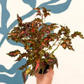 Coleus 'Beauty of Lyon' - Welsh Grown - Sprouts of Bristol