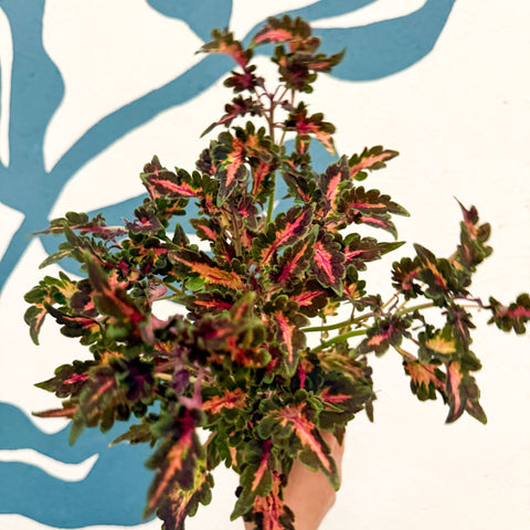 Coleus 'Beauty of Lyon' - Welsh Grown - Sprouts of Bristol
