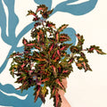 Coleus 'Beauty of Lyon' - Welsh Grown - Sprouts of Bristol