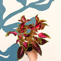 Coleus 'City of Liverpool' - Welsh Grown - Sprouts of Bristol