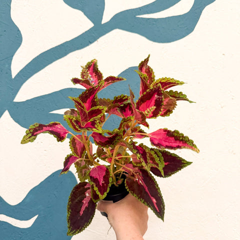 Coleus 'City of Liverpool' - Welsh Grown - Sprouts of Bristol