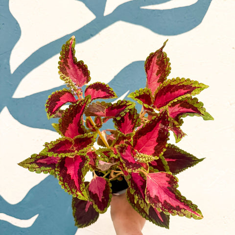 Coleus 'City of Liverpool' - Welsh Grown - Sprouts of Bristol