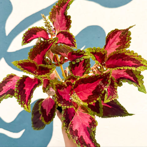 Coleus 'City of Liverpool' - Welsh Grown - Sprouts of Bristol