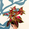 Coleus 'City of Liverpool' - Welsh Grown - Sprouts of Bristol