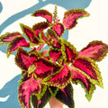 Coleus 'City of Liverpool' - Welsh Grown - Sprouts of Bristol