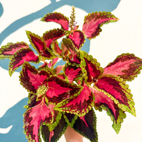 Coleus 'City of Liverpool' - Welsh Grown - Sprouts of Bristol