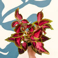Coleus 'City of Liverpool' - Welsh Grown - Sprouts of Bristol