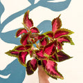 Coleus 'City of Liverpool' - Welsh Grown - Sprouts of Bristol