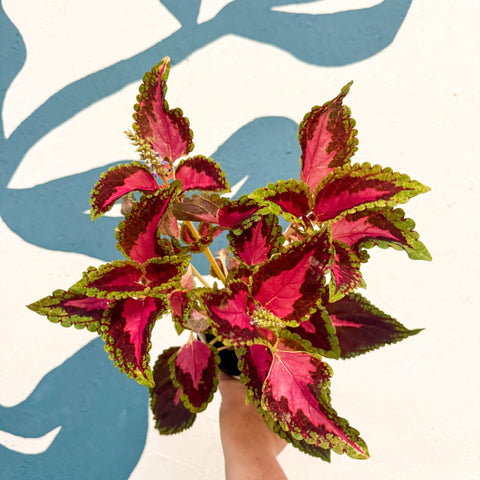 Coleus 'City of Liverpool' - Welsh Grown - Sprouts of Bristol