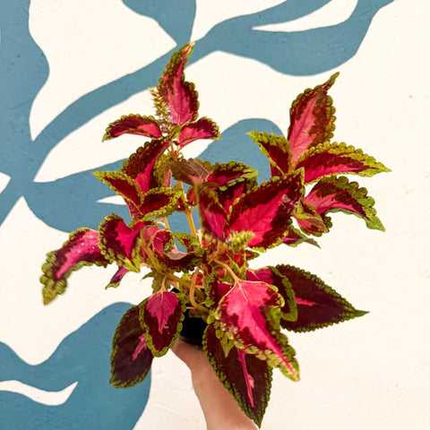 Coleus 'City of Liverpool' - Welsh Grown - Sprouts of Bristol