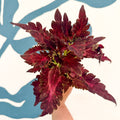 Coleus 'Firelight' - Welsh Grown - Sprouts of Bristol