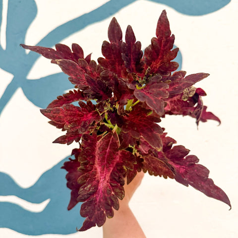 Coleus 'Firelight' - Welsh Grown - Sprouts of Bristol
