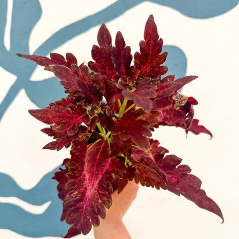 Coleus 'Firelight' - Welsh Grown - Sprouts of Bristol
