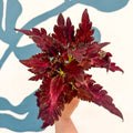 Coleus 'Firelight' - Welsh Grown - Sprouts of Bristol
