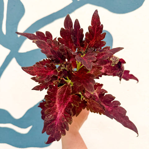 Coleus 'Firelight' - Welsh Grown - Sprouts of Bristol