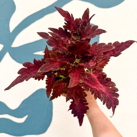 Coleus 'Firelight' - Welsh Grown - Sprouts of Bristol
