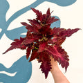 Coleus 'Firelight' - Welsh Grown - Sprouts of Bristol