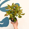 Coleus 'Glennis' - Welsh Grown - Sprouts of Bristol