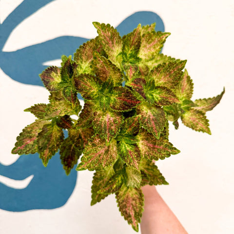 Coleus 'Glennis' - Welsh Grown - Sprouts of Bristol