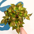 Coleus 'Glennis' - Welsh Grown - Sprouts of Bristol
