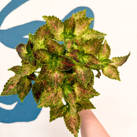 Coleus 'Glennis' - Welsh Grown - Sprouts of Bristol