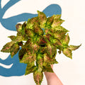 Coleus 'Glennis' - Welsh Grown - Sprouts of Bristol