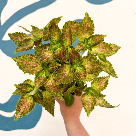 Coleus 'Glennis' - Welsh Grown - Sprouts of Bristol