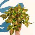 Coleus 'Glennis' - Welsh Grown - Sprouts of Bristol