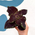Coleus 'Ms Abbey Road' - Painted Nettle - Sprouts of Bristol