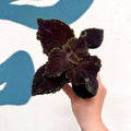 Coleus 'Ms Abbey Road' - Painted Nettle - Sprouts of Bristol
